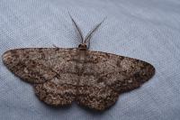 Hypomecis punctinalis