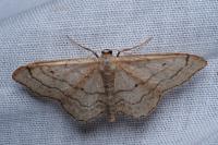 Idaea aversata