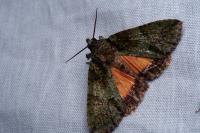 Polyphaenis sericata