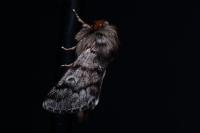Thaumetopoea pityocampa