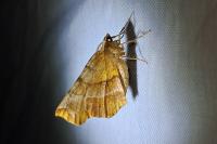 Selenia dentaria