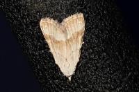 Nola aerugula