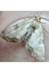 Apamea scolopacina