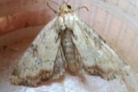 Apamea scolopacina