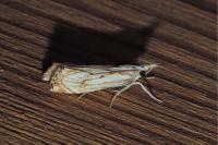 Catoptria falsella