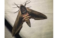 Sphinx ligustri