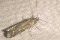 Pempeliella ornatella