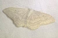 Scopula incanata