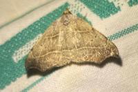 Laspeyria flexula