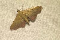 Endotricha flammealis