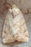Cosmia trapezina