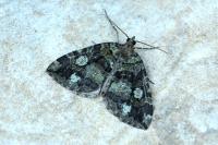 Hydriomena furcata