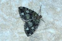 Hydriomena furcata