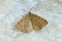 Macaria brunneata