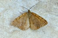 Macaria brunneata