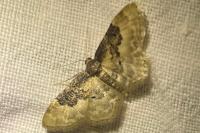 Idaea rusticata