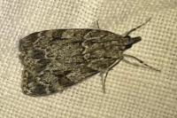 Scoparia