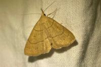 Paracolax tristalis