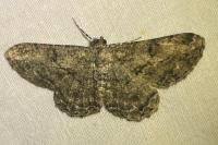 Peribatodes rhomboidaria rhomboidaria