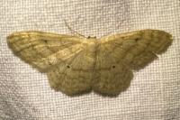 Idaea straminata