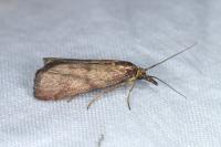 Hypochalcia ahenella