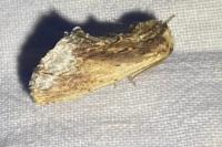 Ptilodon cucullina