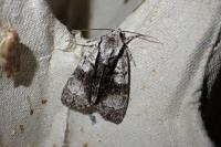 Acronicta alni