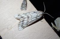 Coscinia cribraria cribraria