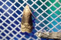 Euzophera fuliginosella