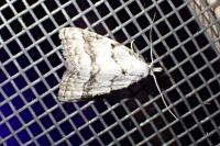 Nola aerugula