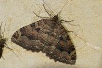 Triphosa dubitata