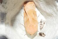 Noctua fimbriata