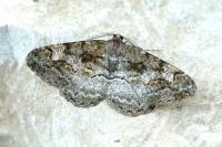 Alcis repandata