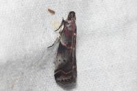 Acrobasis suavella