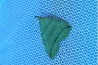 Herminia grisealis