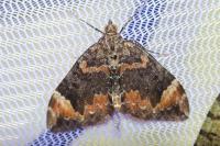 Dysstroma citrata