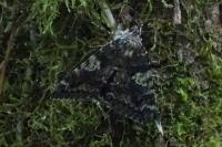 Catocala sponsa