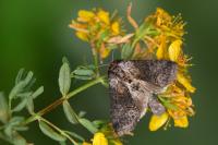 Abrostola asclepiadis
