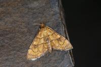 Anania verbascalis