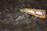 Catoptria pinella