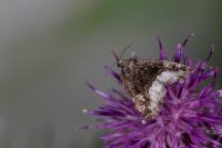 Deltote pygarga