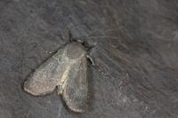 Euxoa birivia