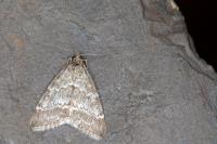 Evergestis sophialis