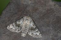 Hecatera bicolorata