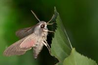 Hyles vespertilio