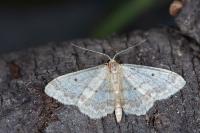 Idaea biselata