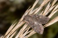 Lacanobia aliena