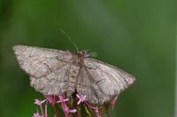 Nychiodes obscuraria