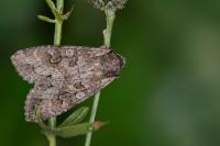 Polia bombycina