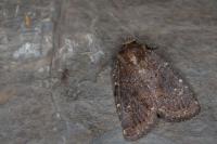 Rusina ferruginea